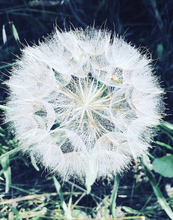 WakingGround Counselling & Therapy